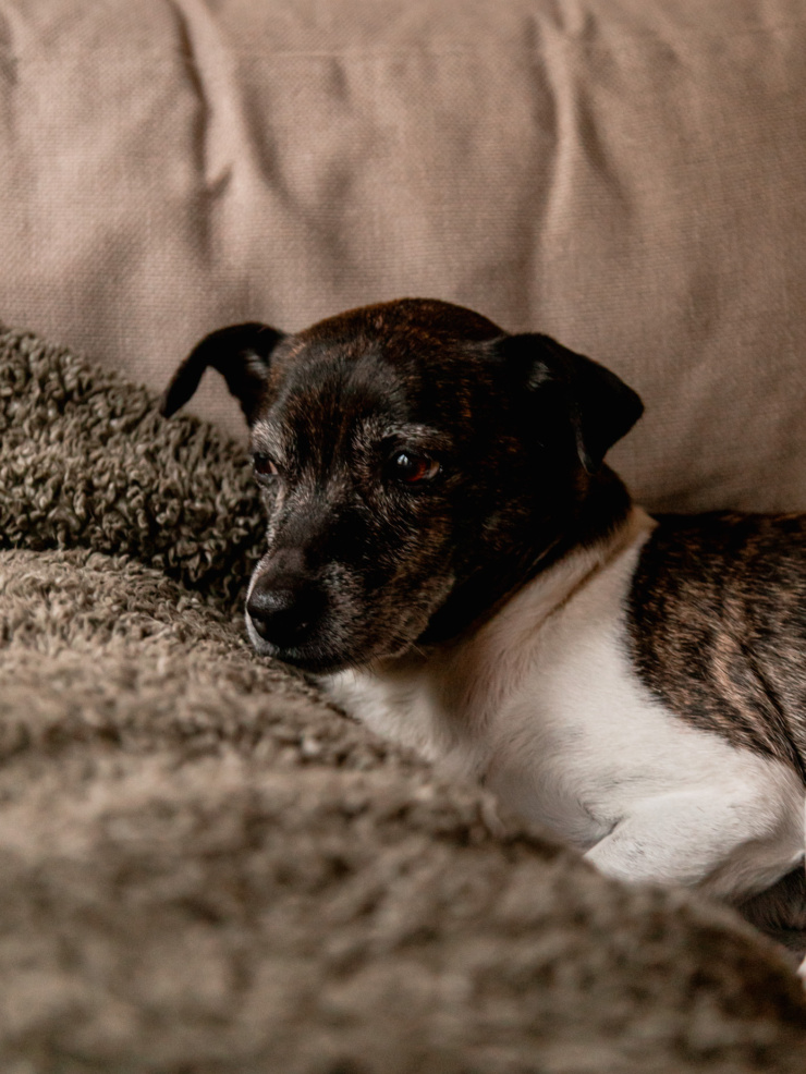 A head-on shot shows a jack russell hound mix dog laying on the couch, looking out the window.