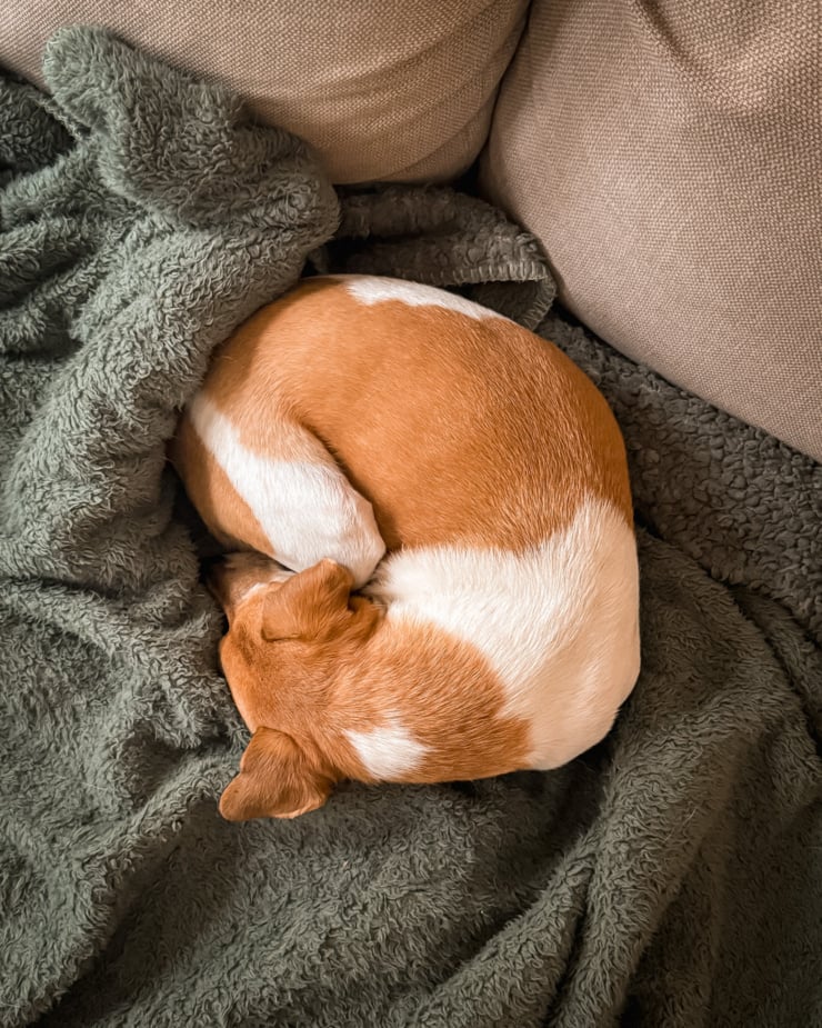 An overhead shot shows a chihuahua whippet mix dog curled up on a fuzzy blanket on the couch.