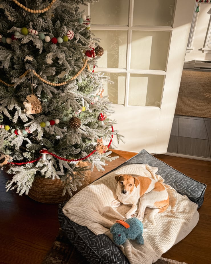 A slight 3/4 image shows a decorated Christmas tree and a dog in a dog bed underneath. The dog is laying in a sun spot with her favorite stuffed dragon toy.
