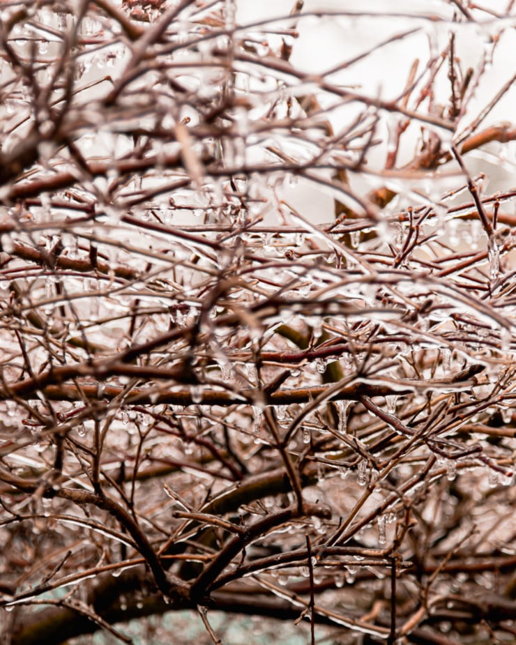 An up close shot shows branches coated in ice.