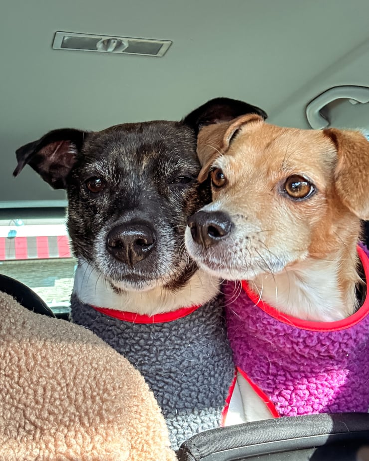 A selfie angled shot shows two dogs' faces looking at the person taking the selfie. Both dogs are wearing fleece coats.