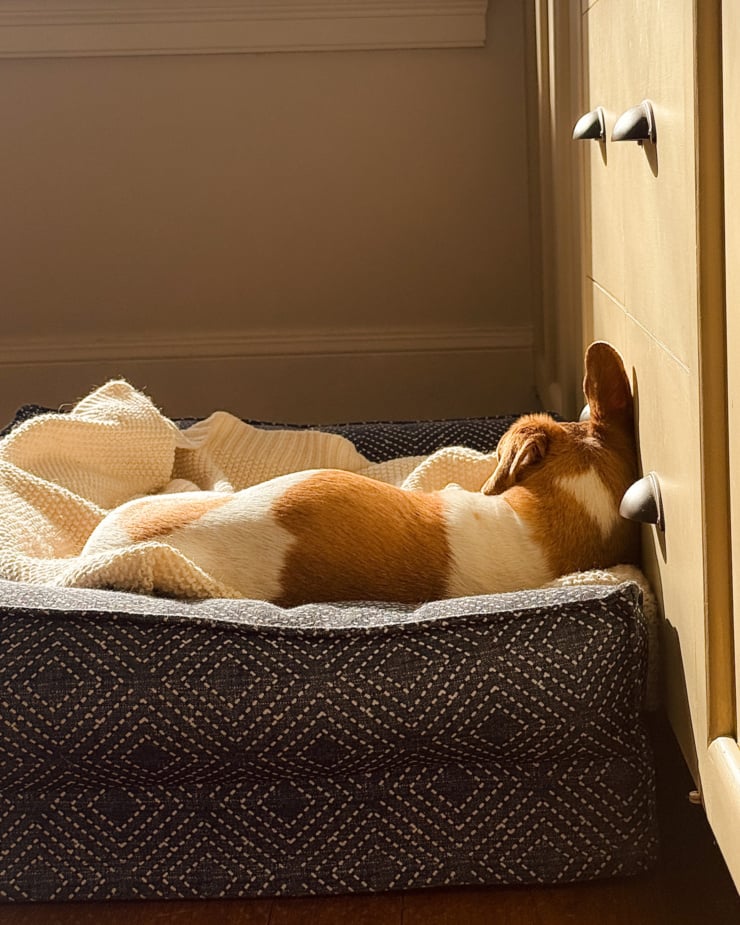 A head-on shot shows a dog sleeping in a bed in a sunbeam.