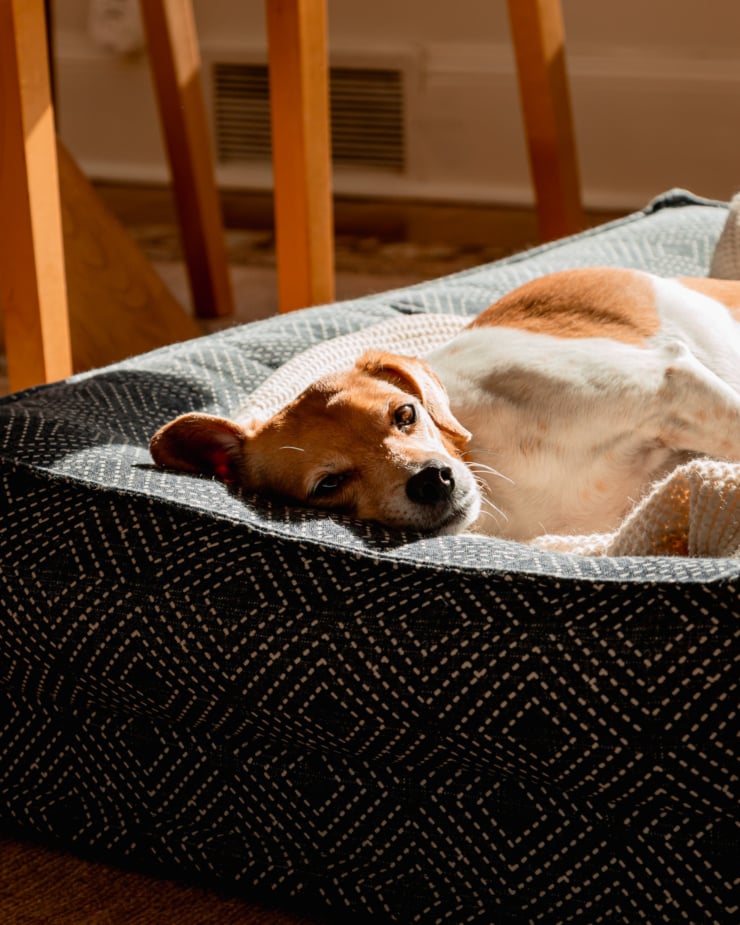 A small dog is laying in a dog bed in the sun and looking straight at the camera.